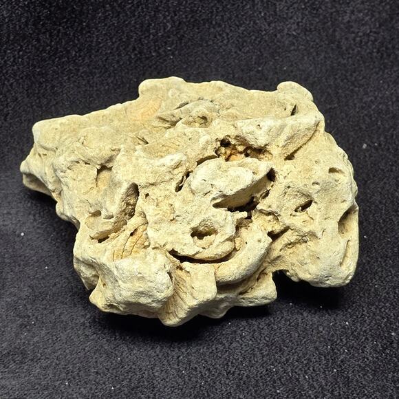 Genuine Fossilized Coral Reef Stone Ocean Coastal Home Decor Display Aqua - Picture 7 of 10